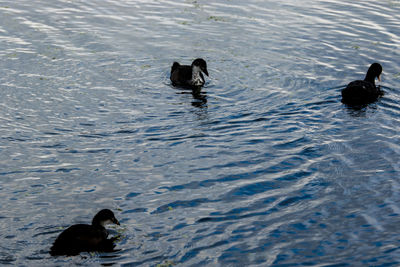 High angle view of swan swimming on lake