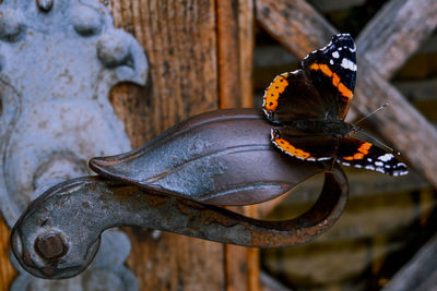 Close-up of butterfly on wood