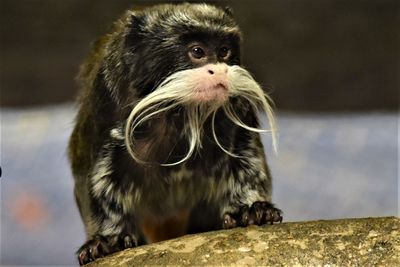 Close-up of a monkey looking away