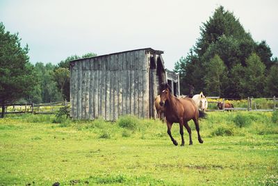 Horse grazing on grassy field