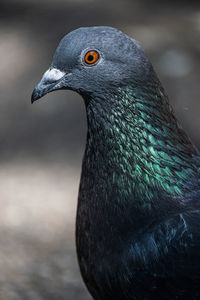 Close-up of bird