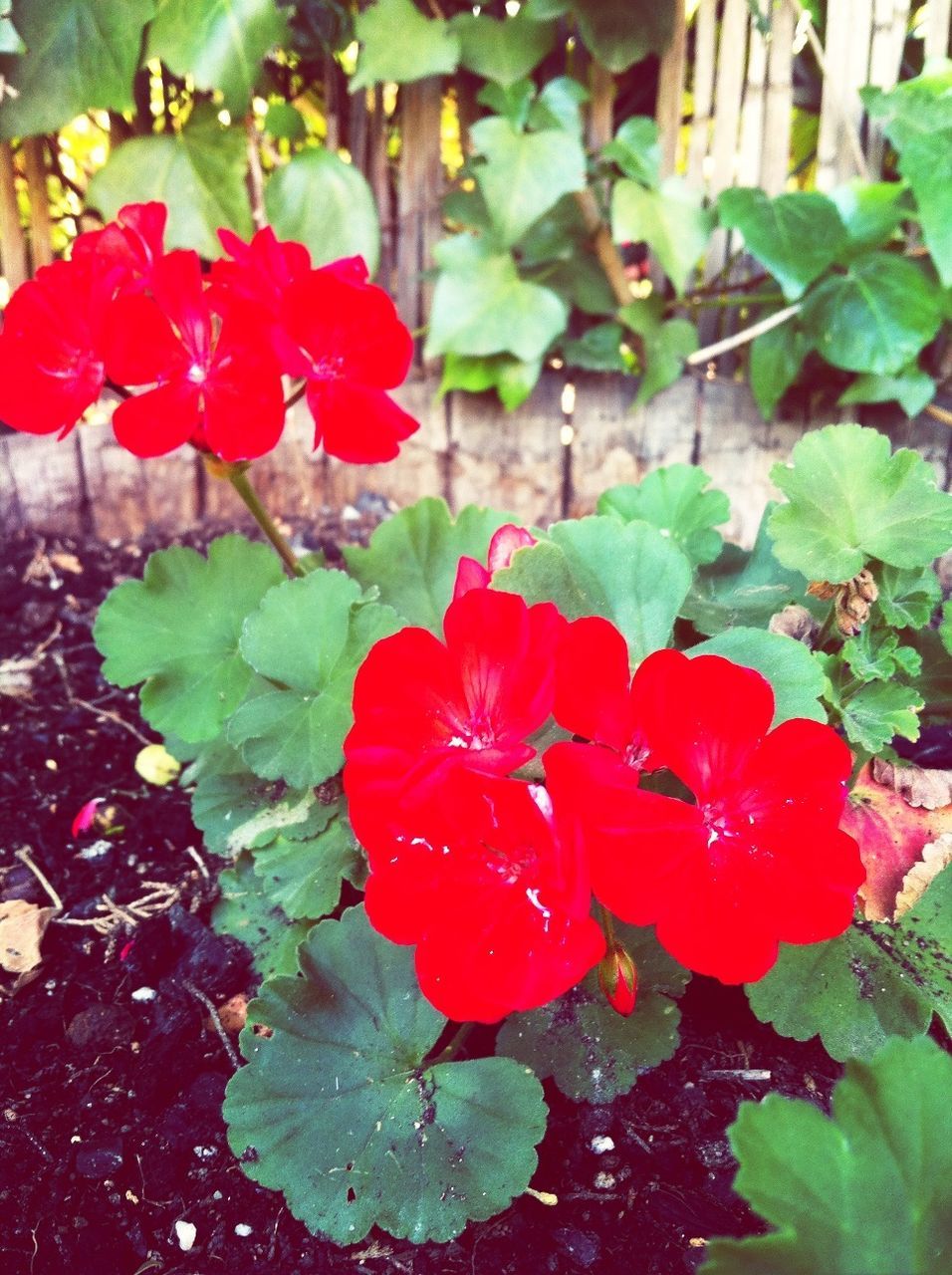 flower, petal, freshness, red, fragility, flower head, growth, leaf, plant, beauty in nature, blooming, nature, close-up, rose - flower, in bloom, high angle view, water, day, focus on foreground, green color