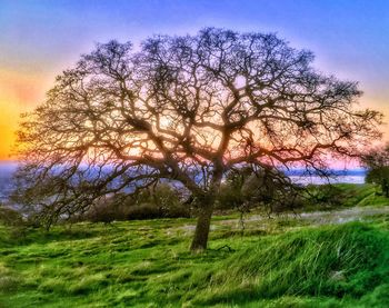 Trees on field against sky at sunset