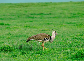 Kori bustard - ardeotis kori in ngorongoro