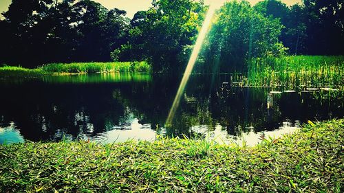 Scenic view of lake in forest