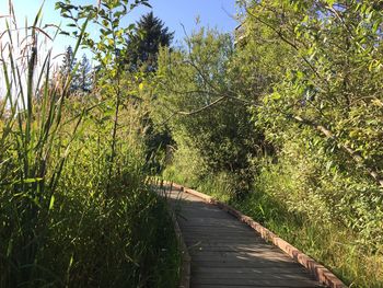 Empty road along plants and trees in forest