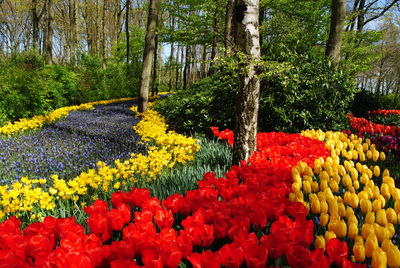 Multi colored tulips in park