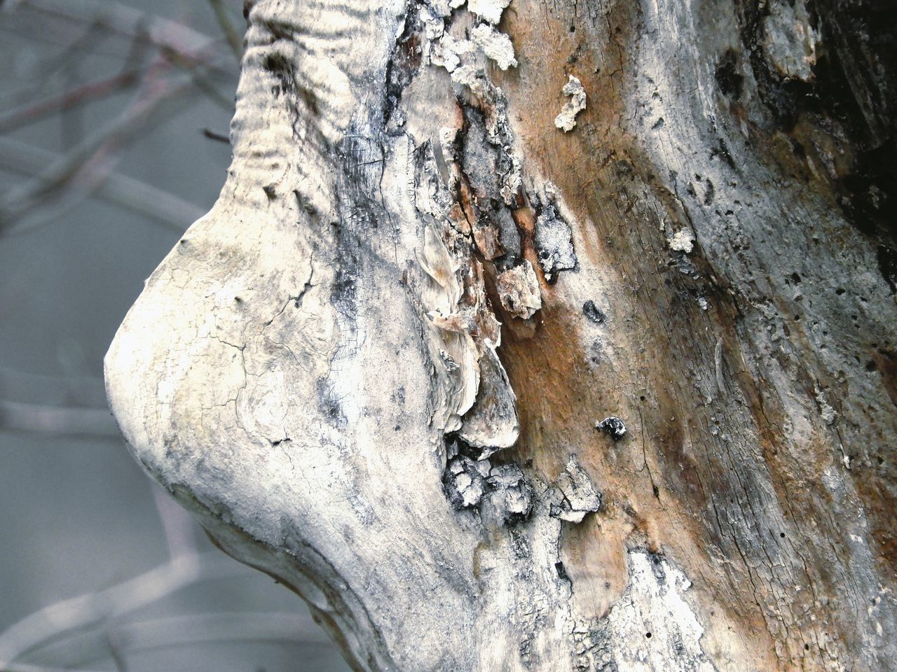 CLOSE-UP OF TREE TRUNK WITH BARK