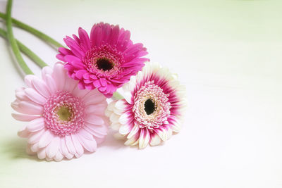 Close-up of pink daisy against white background