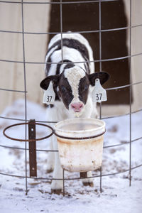 Calf standing by container on fence at snow covered field