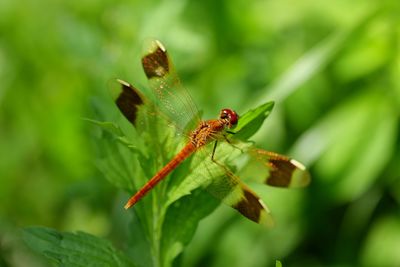 Close-up of insect on leaf