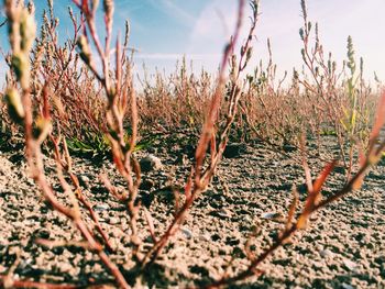 Close-up of plant growing on field