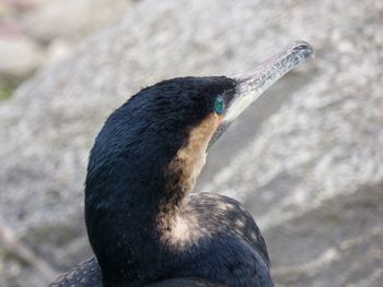 Close-up of bird against rock