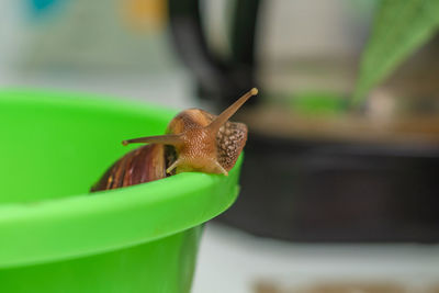 Big snail achatina crawling on a green cup