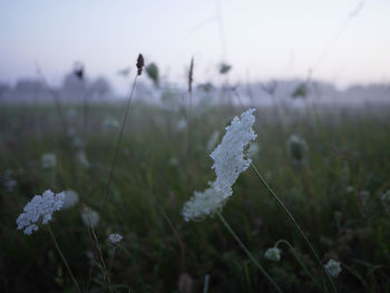 Close-up of frozen plant on field