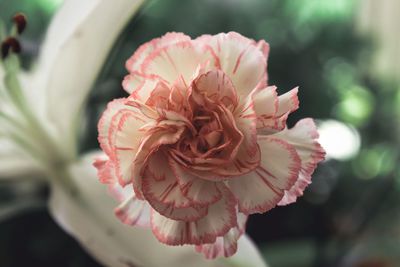 Close-up of pink rose