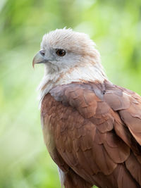 Close-up of a bird