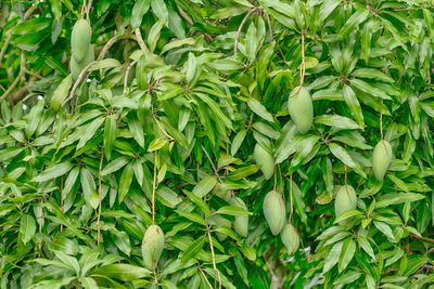 Full frame shot of leaves and mangoes on tree