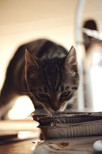 Close-up of a cat looking away