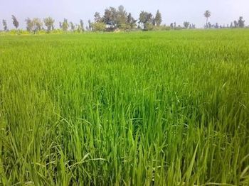 Scenic view of wheat field