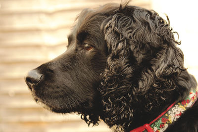 Close-up of a dog looking away