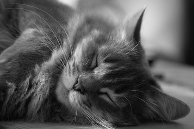 Close-up of cat sleeping