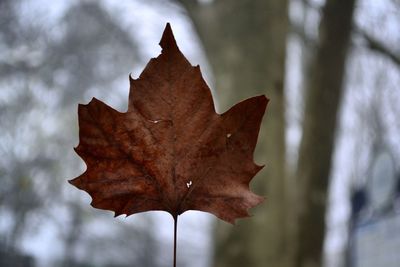 Close-up of dry maple leaf on tree