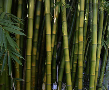 Full frame shot of bamboo plants in forest