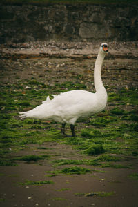 Close-up of swan