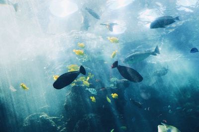 Fish swimming in sea