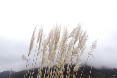 Close-up of stalks against clear sky