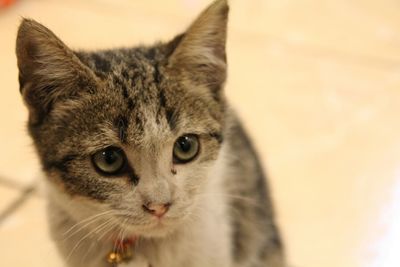 Close-up portrait of cat