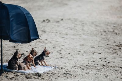 Dogs on beach