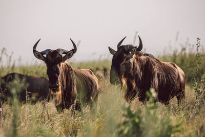 Gnu antelopes grazing on field