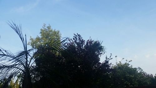 Low angle view of trees against blue sky