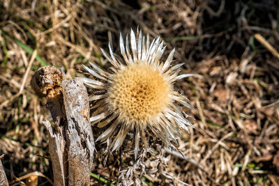 Close-up of wilted flower on field