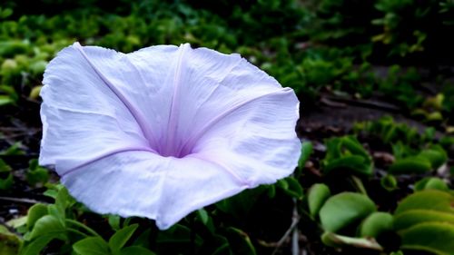 Close-up of purple flowers blooming outdoors