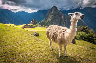 Llama standing on grassy field at machu picchu