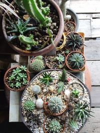 Directly above shot of potted plants