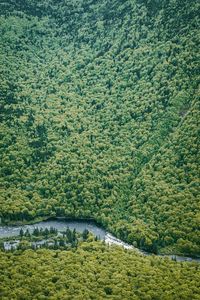 Scenic view of forest