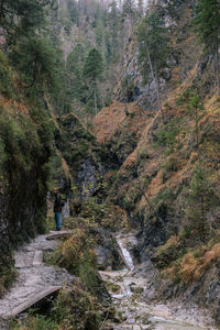 People walking on road amidst trees in forest