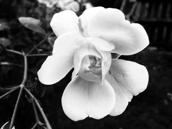 Close-up of white flower blooming outdoors