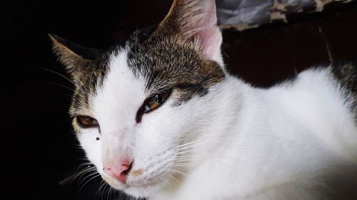 Close-up of cat looking away