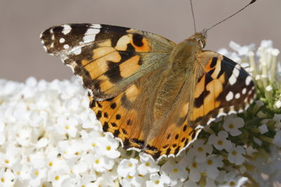 Close-up of butterfly on leaf