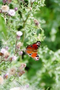 Close-up of butterfly on plant