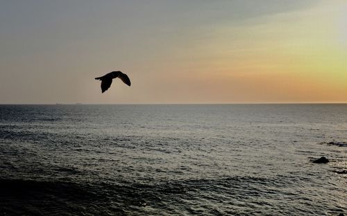 Bird flying over sea