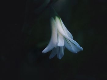 Close-up of white flower