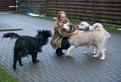 Dogs on street