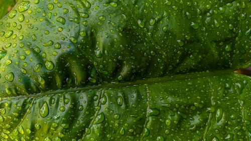 Full frame shot of wet green plants during rainy season
