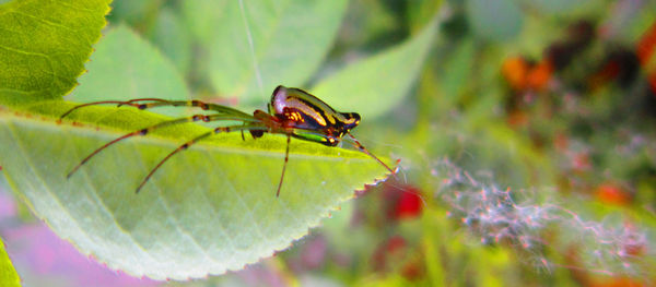 Close-up of insect on leaf